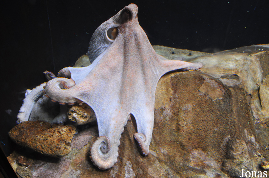 Octopus vulgaris