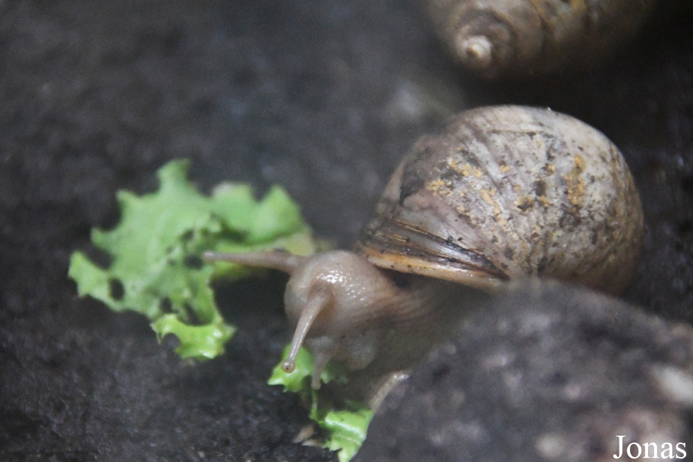 Lissachatina fulica