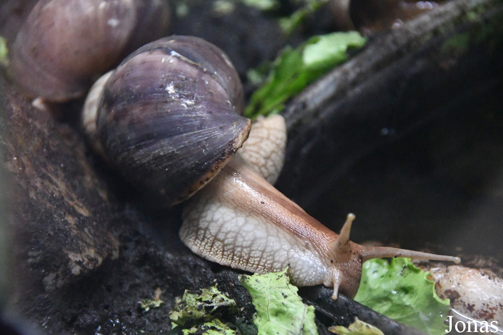 Lissachatina fulica