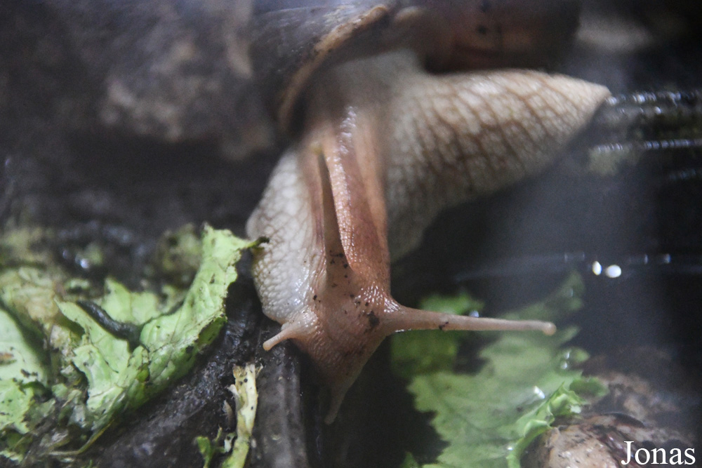Lissachatina fulica