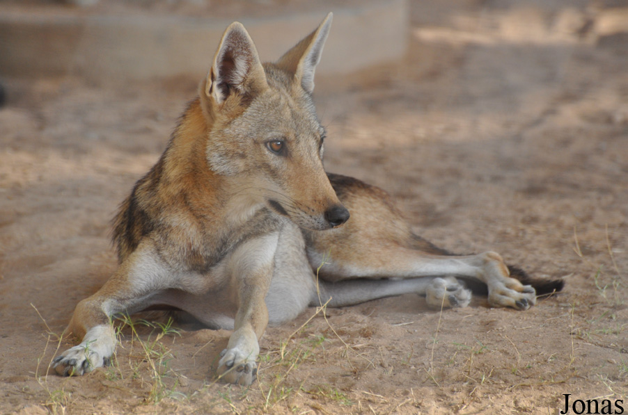 Canis aureus