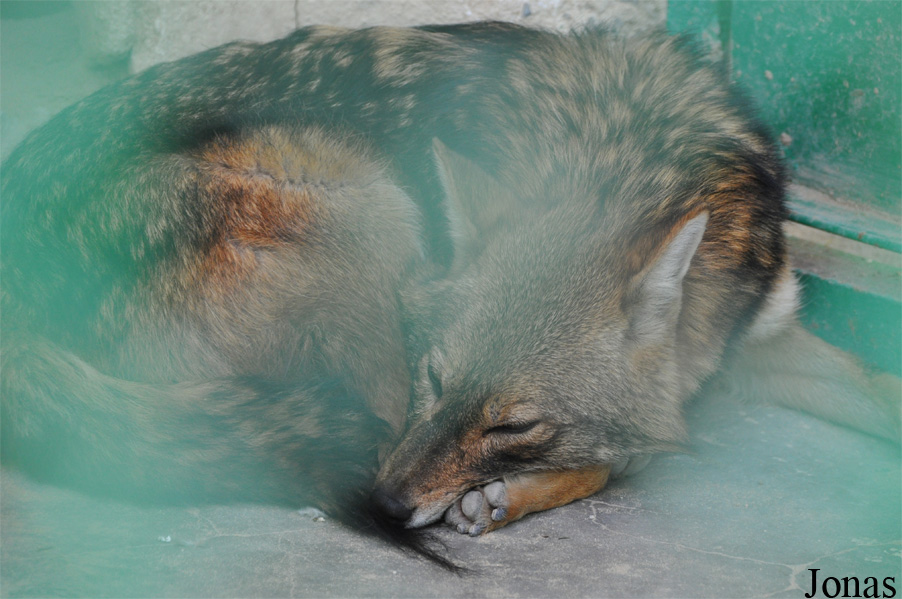 Canis aureus