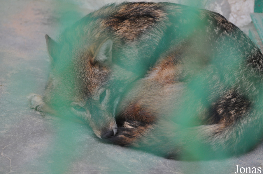 Canis aureus