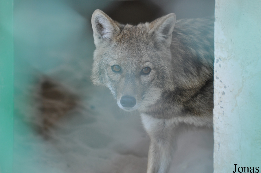 Canis aureus