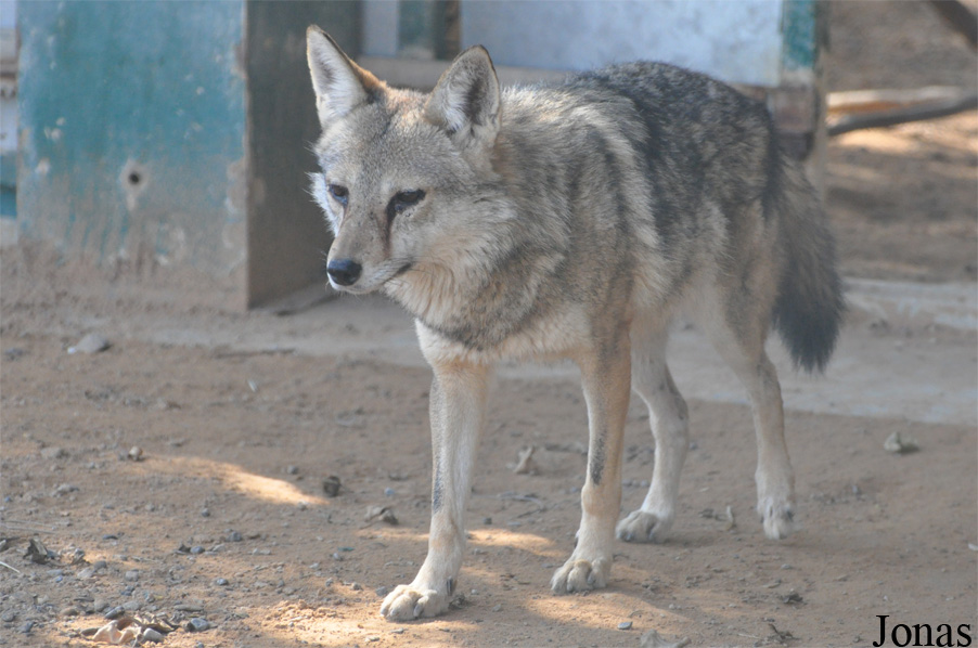Canis aureus