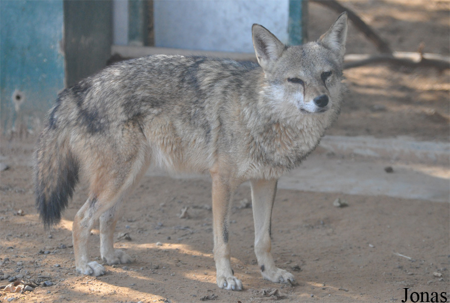 Canis aureus