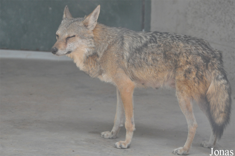 Canis aureus