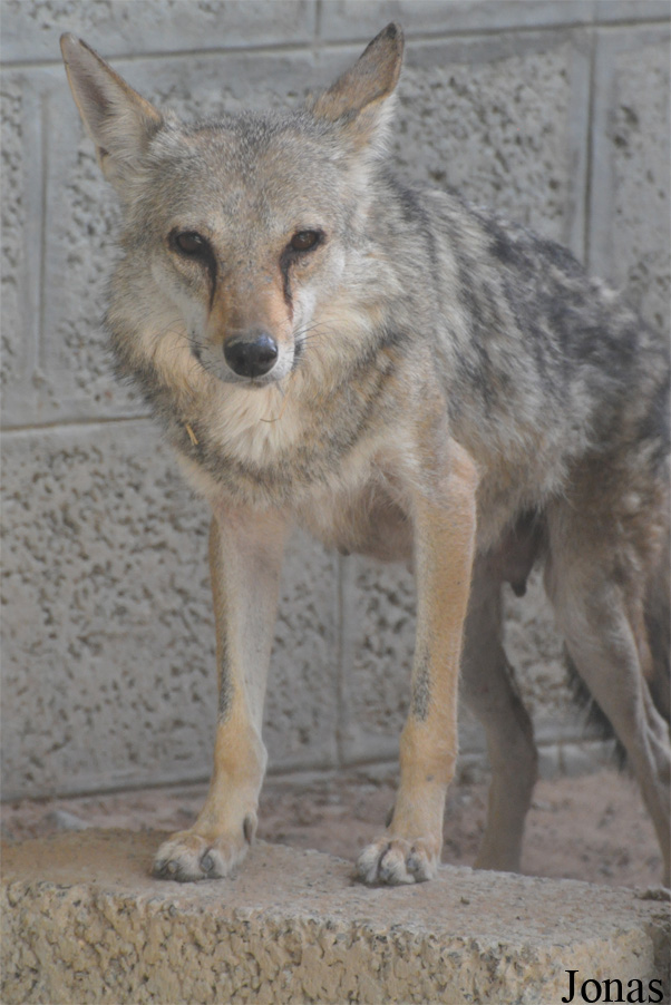 Canis aureus