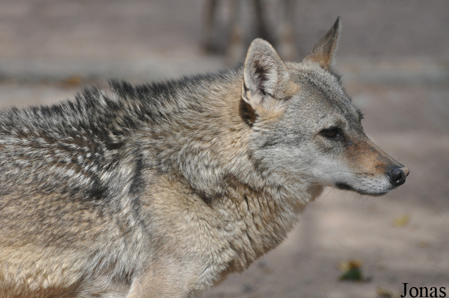 Canis aureus