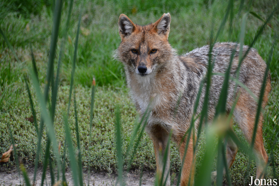 Canis aureus moreoticus