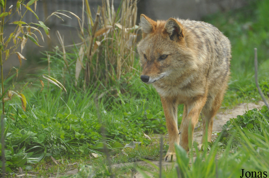 Canis aureus moreoticus