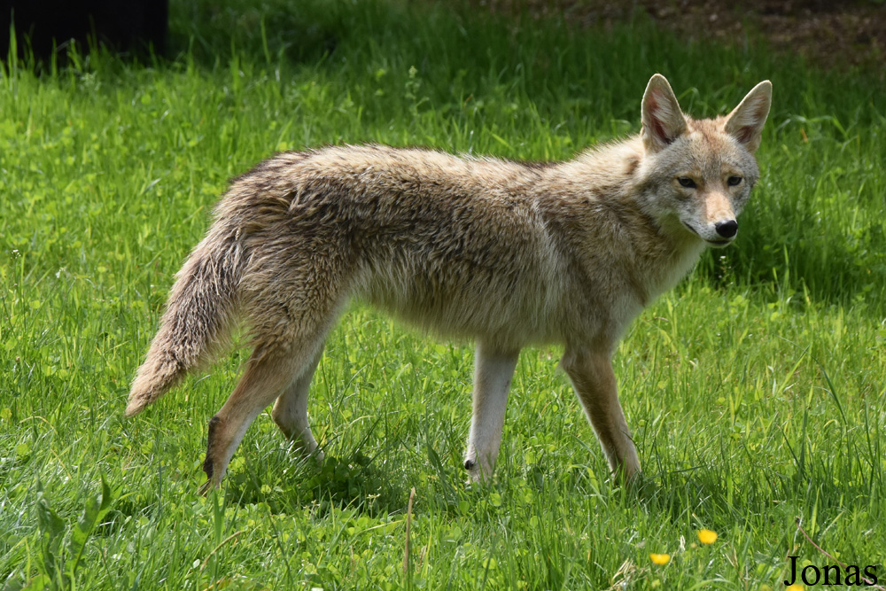 Canis latrans