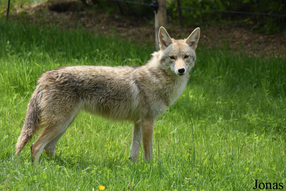Canis latrans