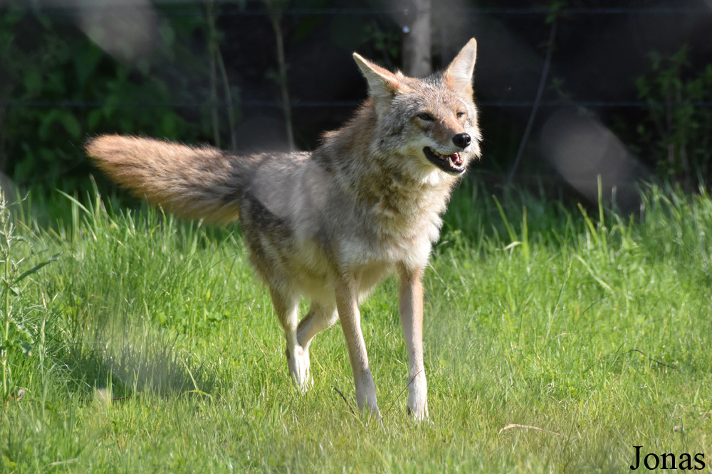 Canis latrans