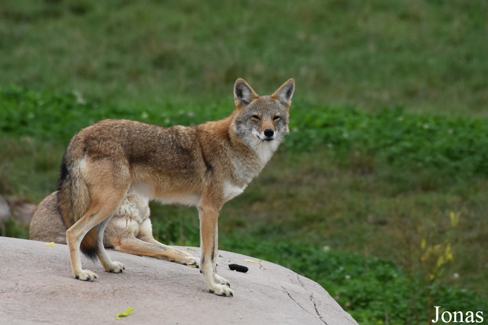 Canis latrans