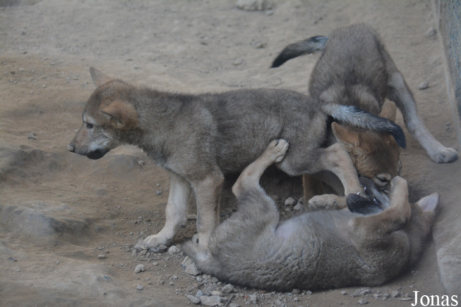 Canis lupus