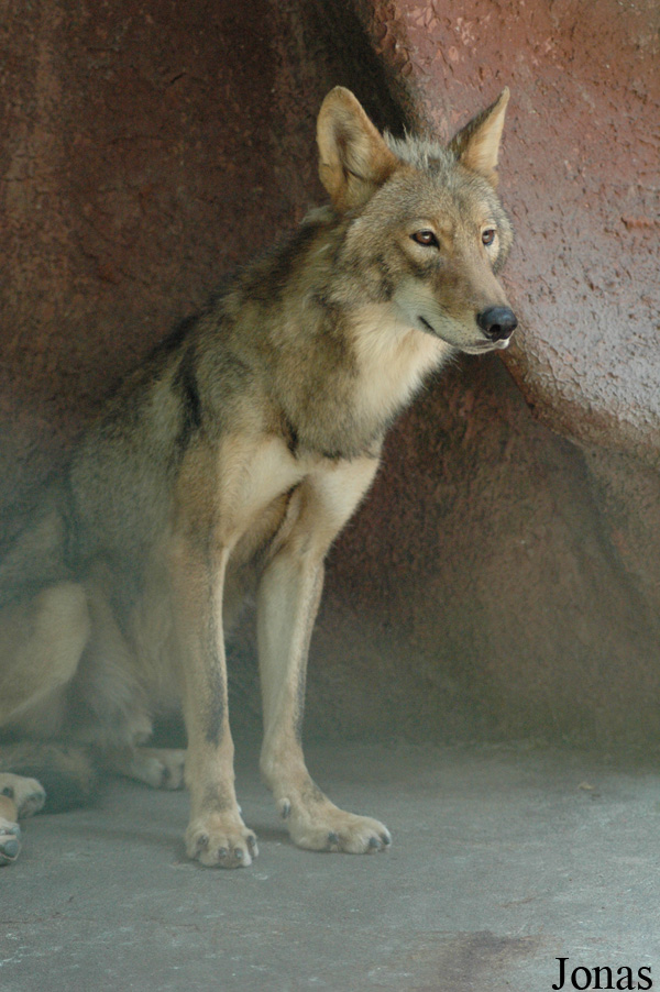 Canis lupus