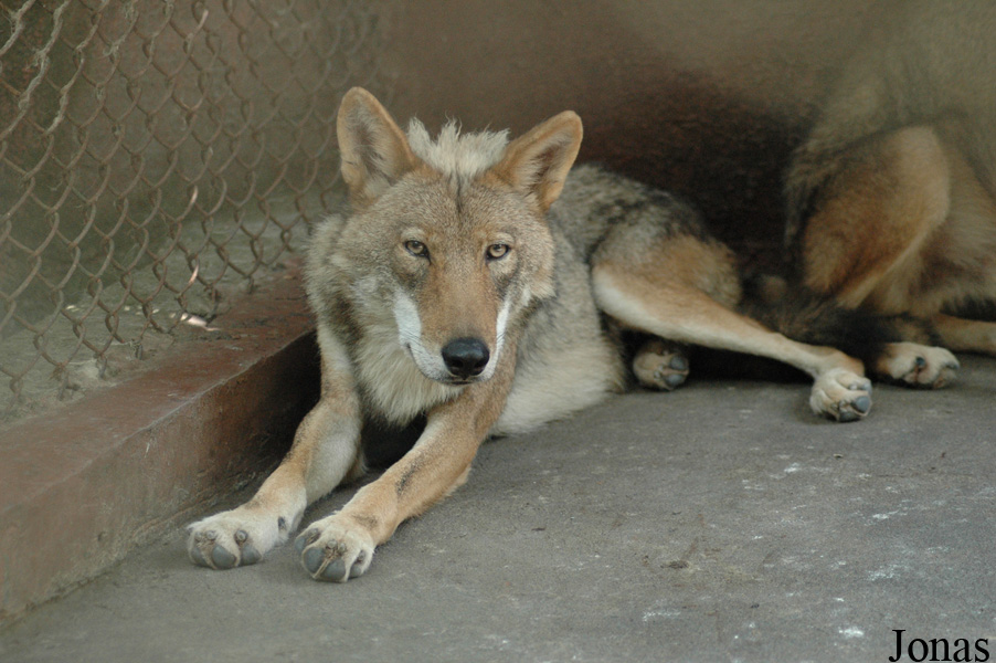 Canis lupus
