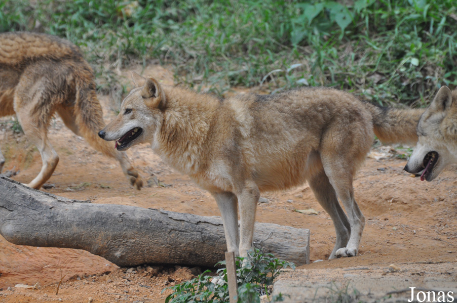 Canis lupus