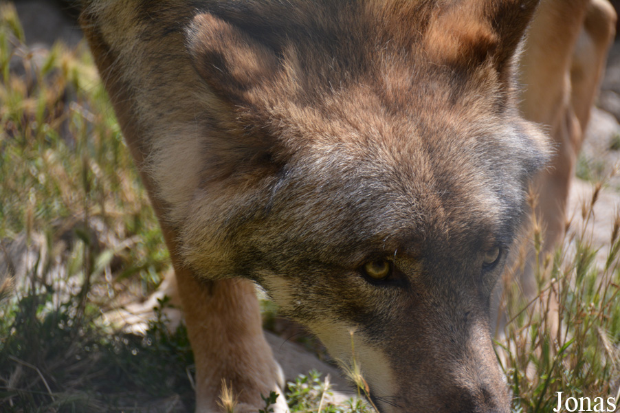 Canis lupus albus