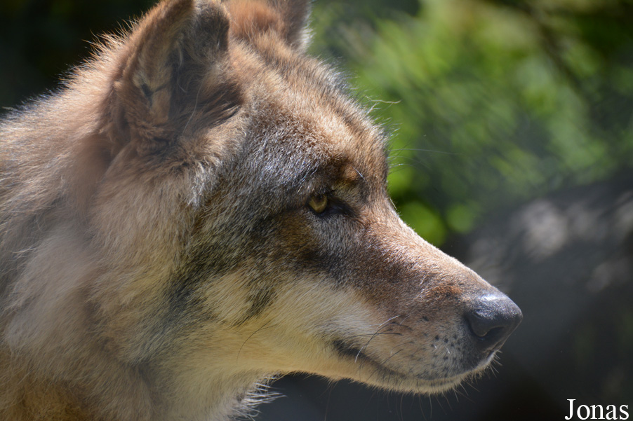Canis lupus albus