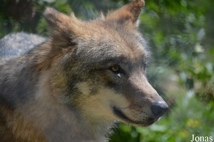 Canis lupus albus