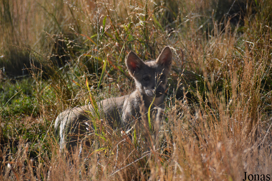 Canis lupus albus