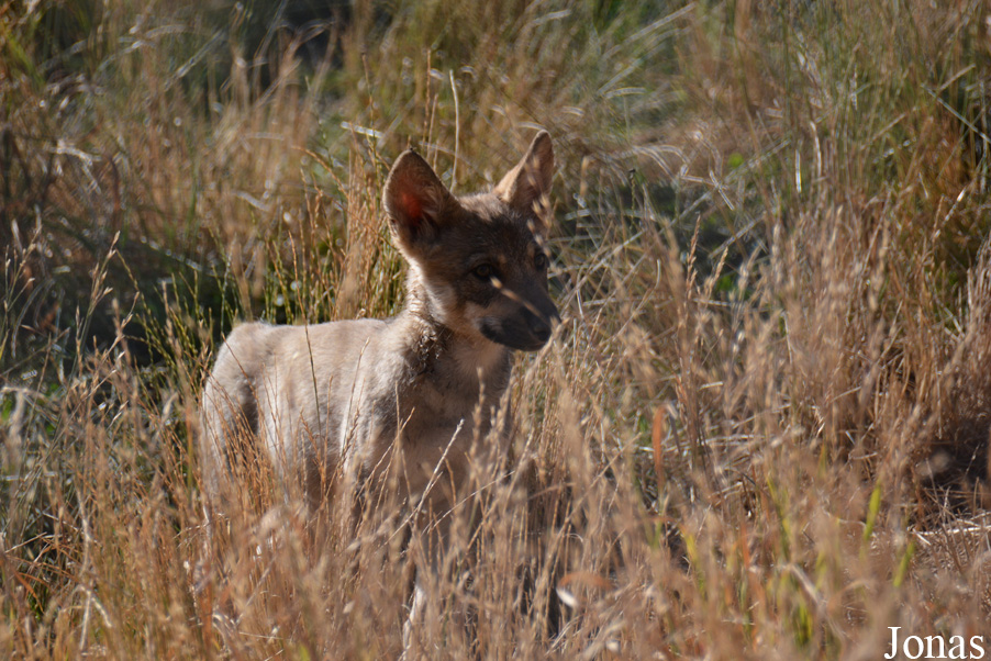 Canis lupus albus