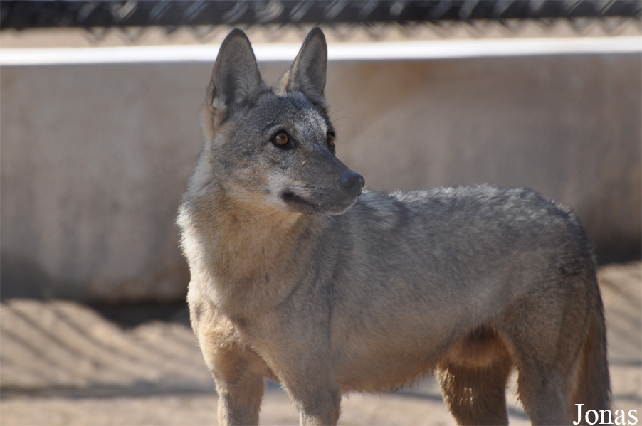 Canis lupus arabs