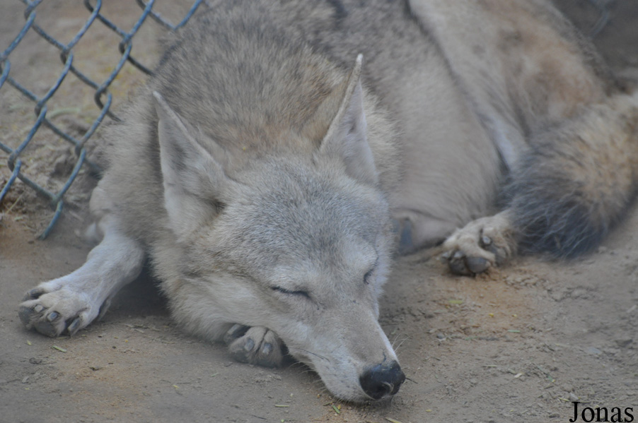 Canis lupus arabs