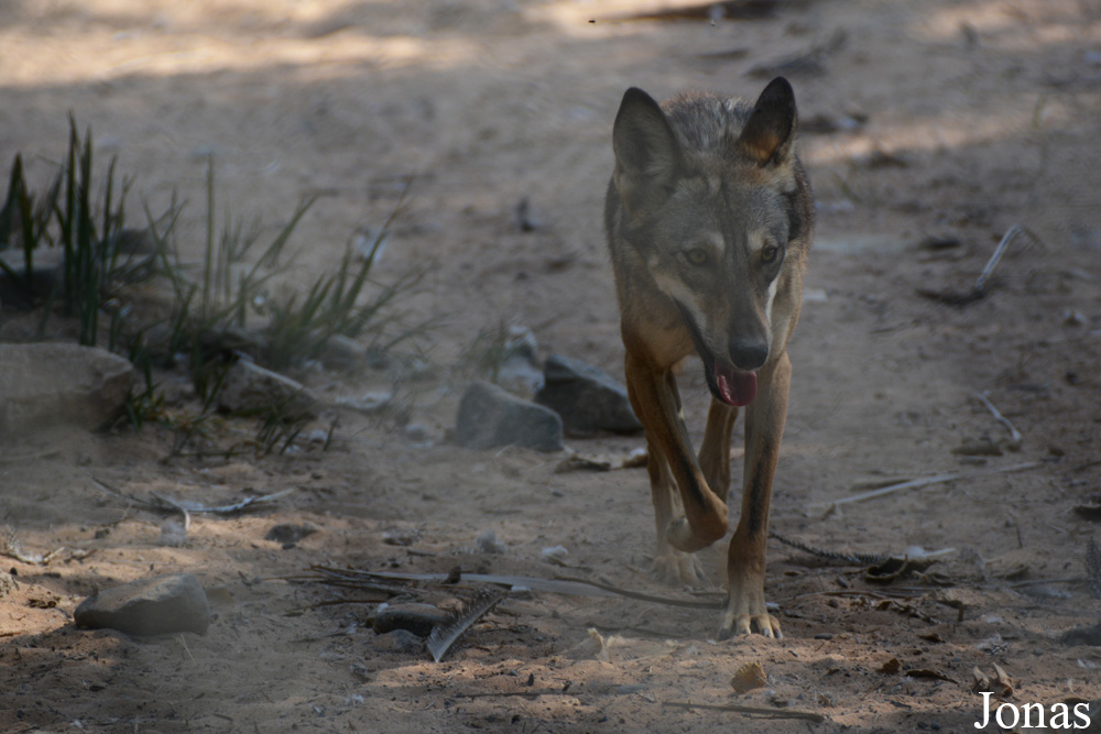 Canis lupus arabs