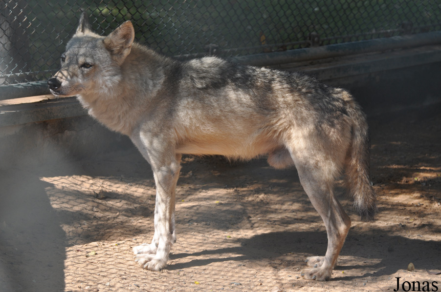Canis lupus arabs
