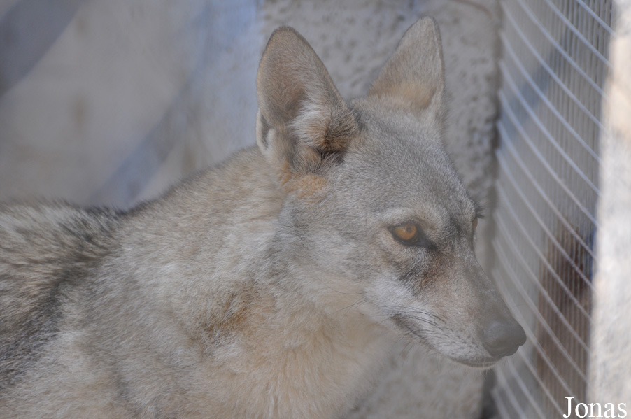 Canis lupus arabs