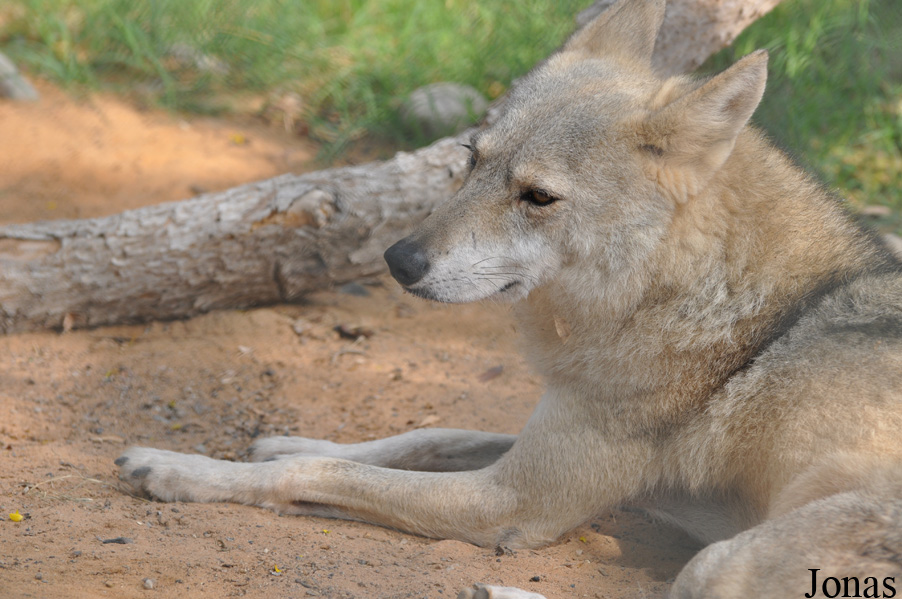 Canis lupus arabs