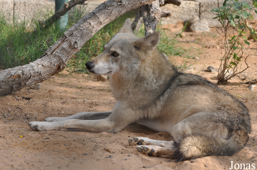 Canis lupus arabs