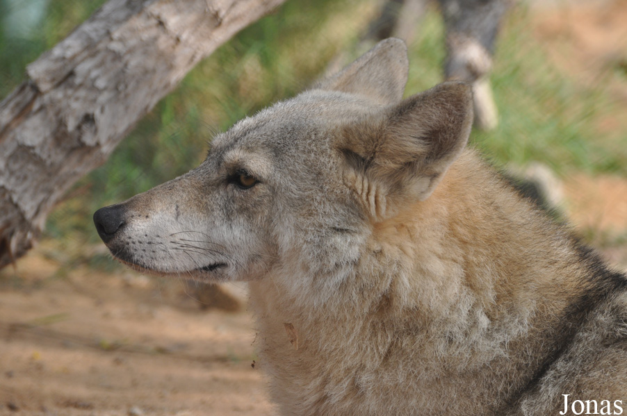 Canis lupus arabs