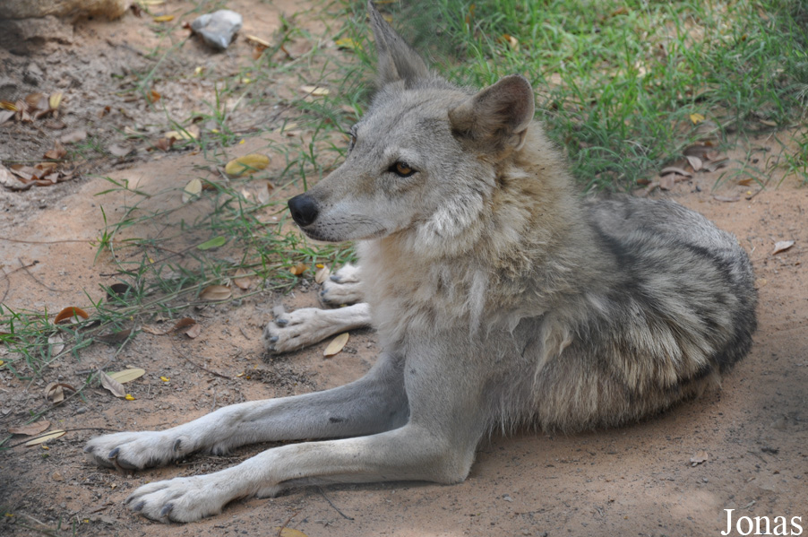Canis lupus arabs