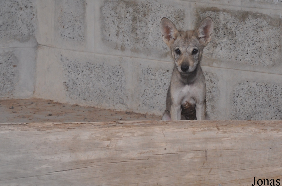 Canis lupus arabs