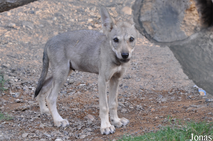 Canis lupus arabs