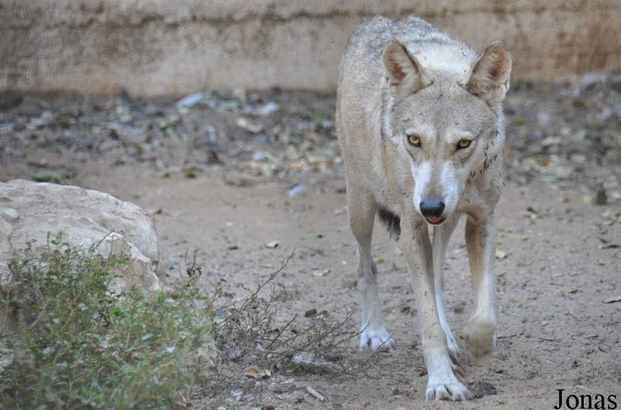 Canis lupus arabs