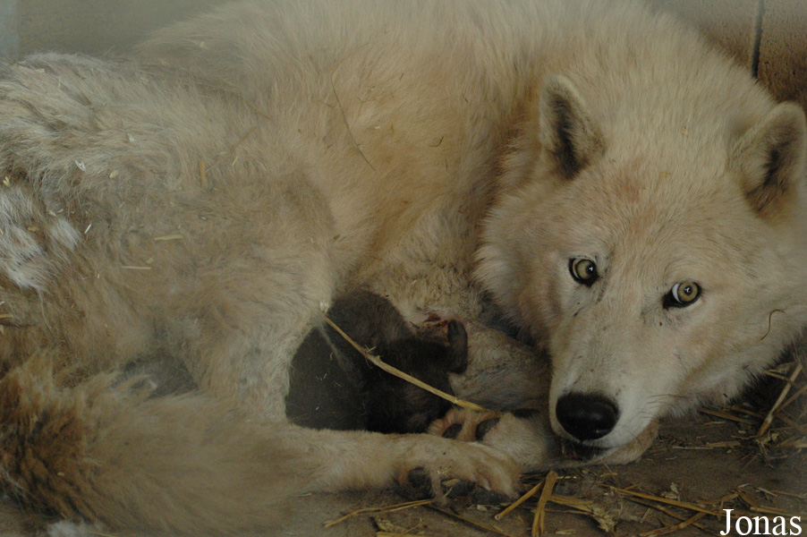 Canis lupus arctos