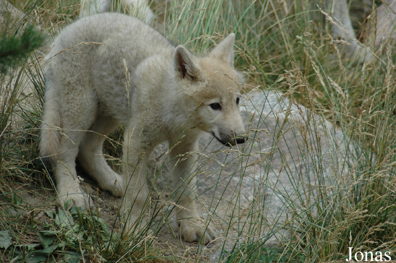 Canis lupus arctos