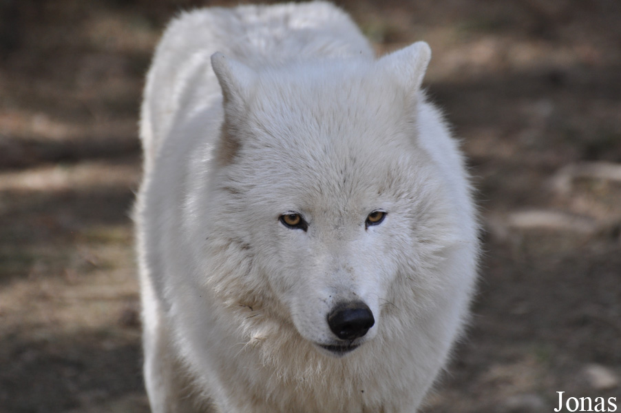 Canis lupus arctos