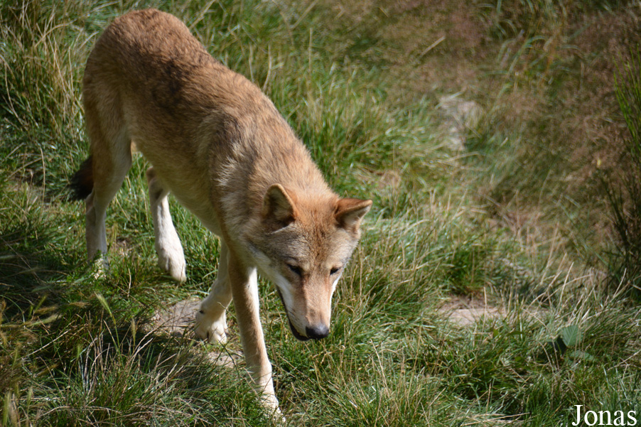 Canis lupus chanco
