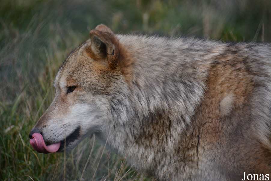 Canis lupus chanco