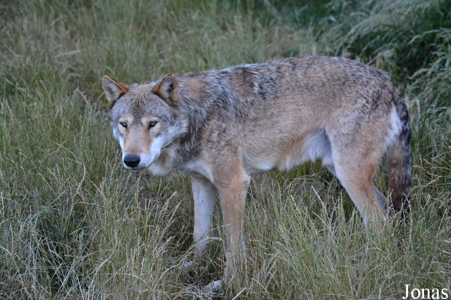 Canis lupus chanco