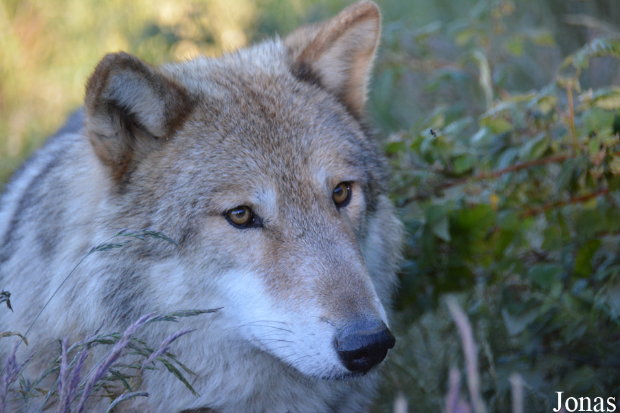 Canis lupus chanco