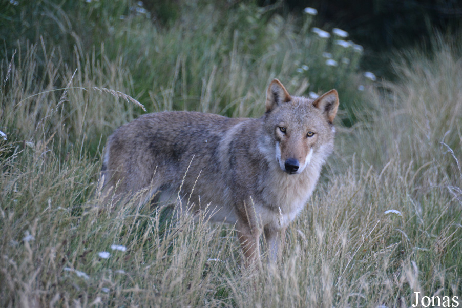 Canis lupus chanco