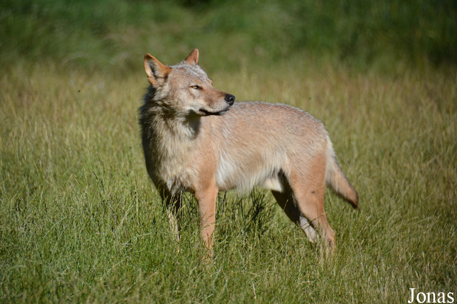 Canis lupus chanco