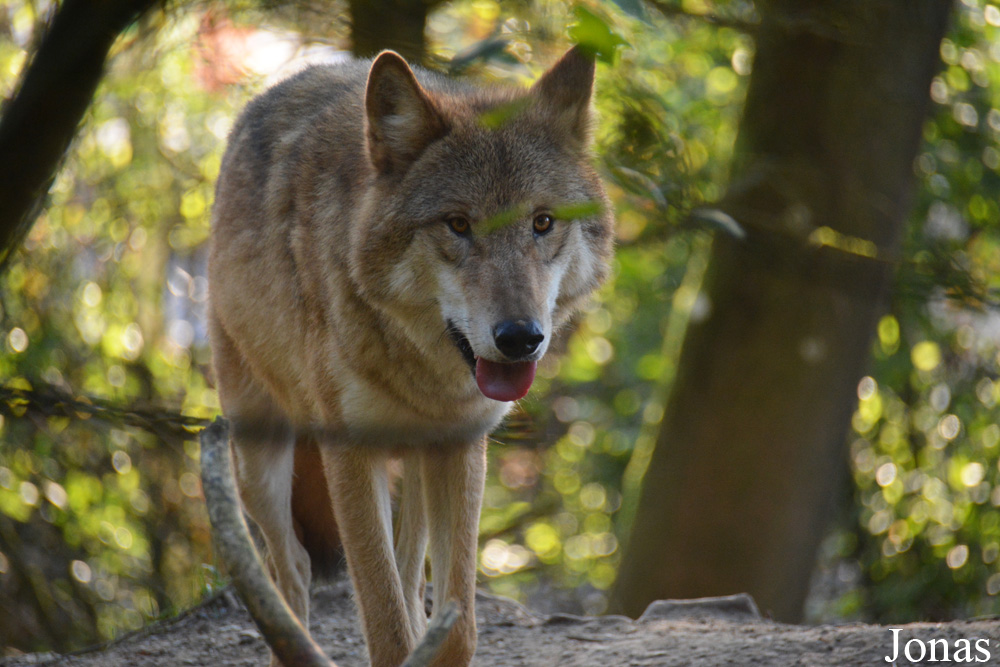 Canis lupus chanco